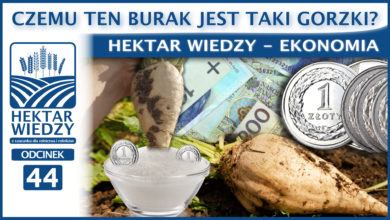 Photo of CZEMU TEN BURAK JEST TAKI GORZKI?