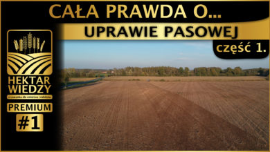 Photo of CAŁA PRAWDA O… UPRAWIE PASOWEJ. [CZĘŚĆ 1.]