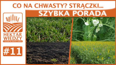 Photo of CO NA CHWASTY? STRĄCZKI… | SZYBKA PORADA #11