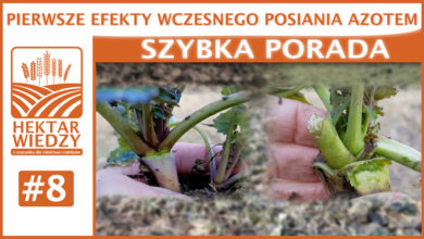Photo of PIERWSZE EFEKTY WCZESNEGO POSIANIA AZOTEM.