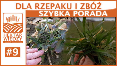 Photo of DLA RZEPAKU I ZBÓŻ. | SZYBKA PORADA #9
