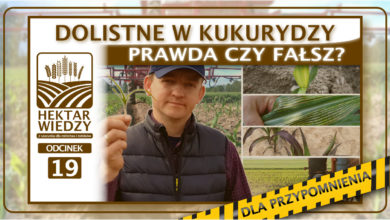 Photo of DLA PRZYPOMNIENIA | PRAWDA CZY FAŁSZ – DOLISTNE W KUKURYDZY | ODCINEK #19