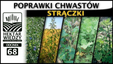 Photo of ZAPOWIEDŹ | POPRAWKI CHWASTÓW – STRĄCZKI. | ODCINEK #68