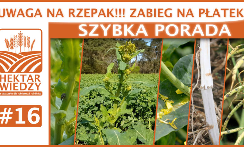 SZYBKA_PORADA_16_OKLADKA
