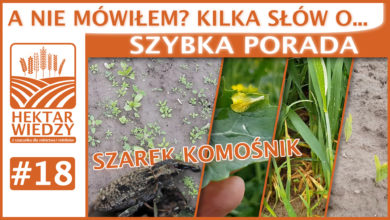 Photo of A NIE MÓWIŁEM? KILKA SŁÓW O… SZAREK KOMOŚNIK | SZYBKA PORADA #18