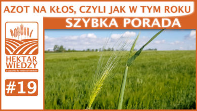 Photo of AZOT NA KŁOS, CZYLI JAK W TYM ROKU. | SZYBKA PORADA #19