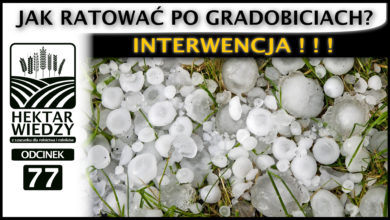 Photo of JAK RATOWAĆ PO GRADOBICIACH? INTERWENCJA. | ODCINEK #77