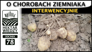 Photo of INTERWENCYJNIE O CHOROBACH ZIEMNIAKA. | ODCINEK #78