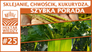 Photo of SKLEJANIE, CHWOŚCIK, KUKURYDZA. | SZYBKA PORADA #25