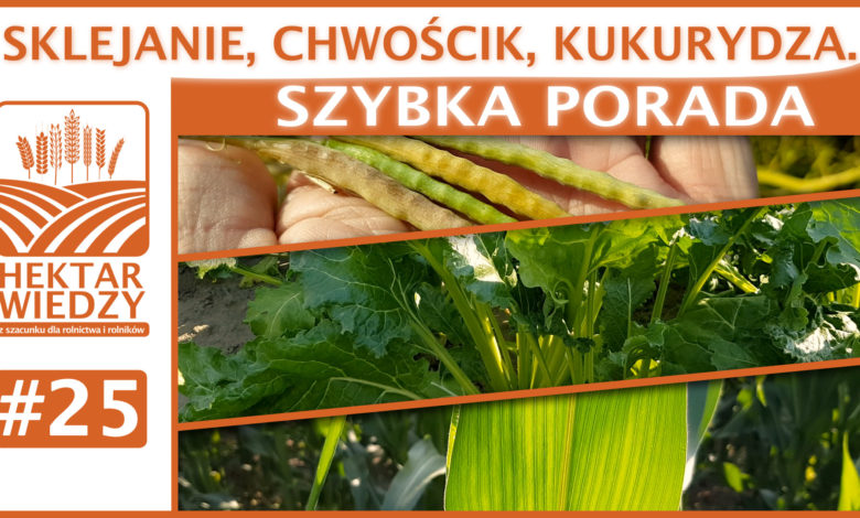 SZYBKA_PORADA_25