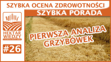 Photo of SZYBKA OCENA ZDROWOTNOŚCI, CZYLI PIERWSZA ANALIZA GRZYBÓWEK. | SZYBKA PORADA #26