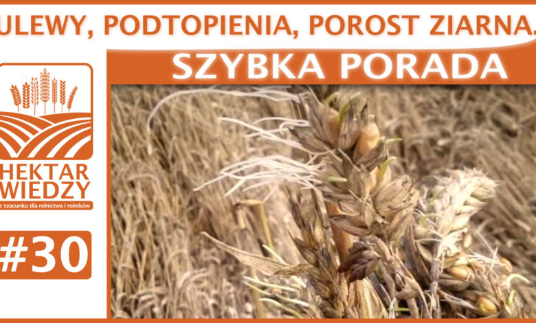 SZYBKA_PORADA_30
