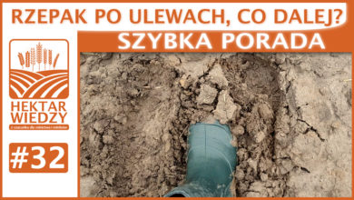 Photo of RZEPAK PO ULEWACH, CO DALEJ? | SZYBKA PORADA #32