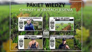 Photo of CHWASTY W ZBOŻACH JESIENIĄ