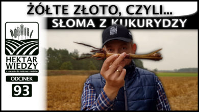 Photo of ŻÓŁTE ZŁOTO, CZYLI SŁOMA Z KUKURYDZY. | ODCINEK #93