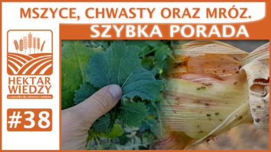 Photo of MSZYCE, CHWASTY ORAZ MRÓZ. | SZYBKA PORADA #38