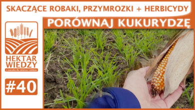 Photo of SKACZĄCE ROBAKI, PRZYMROZKI + HERBICYDY. PORÓWNAJ KUKURYDZĘ! | SZYBKA PORADA #40