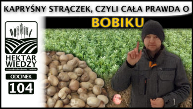 Photo of KAPRYŚNY STRĄCZEK, CZYLI CAŁA PRAWDA O BOBIKU. | ODCINEK #104