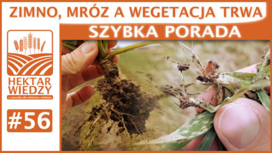 Photo of ZIMNO, MRÓZ A WEGETACJA TRWA. | SZYBKA PORADA #56