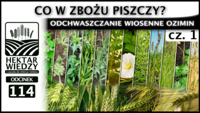 Photo of CO W ZBOŻU PISZCZY, CZYLI ODCHWASZCZANIE WIOSENNE OZIMIN. Część 1. | ODCINEK 114