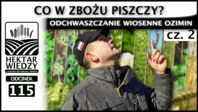 Photo of CO W ZBOŻU PISZCZY, CZYLI ODCHWASZCZANIE WIOSENNE OZIMIN. Część 2. | ODCINEK 115