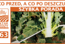 Photo of CO PRZED, A CO PO DESZCZU? | SZYBKA PORADA #63