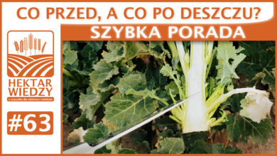 Photo of CO PRZED, A CO PO DESZCZU? | SZYBKA PORADA #63