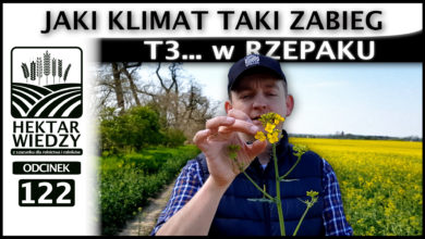 Photo of JAKI KLIMAT TAKI ZABIEG. T3…. w RZEPAKU  | ODCINEK 122