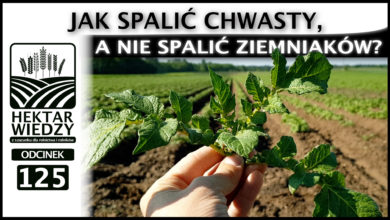 Photo of JAK SPALIĆ CHWASTY, A NIE SPALIĆ ZIEMNIAKÓW? | ODCINEK 125