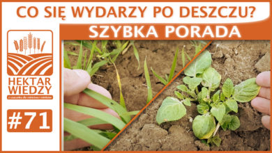 Photo of CO SIĘ WYDARZY PO SUSZY? | SZYBKA PORADA #71