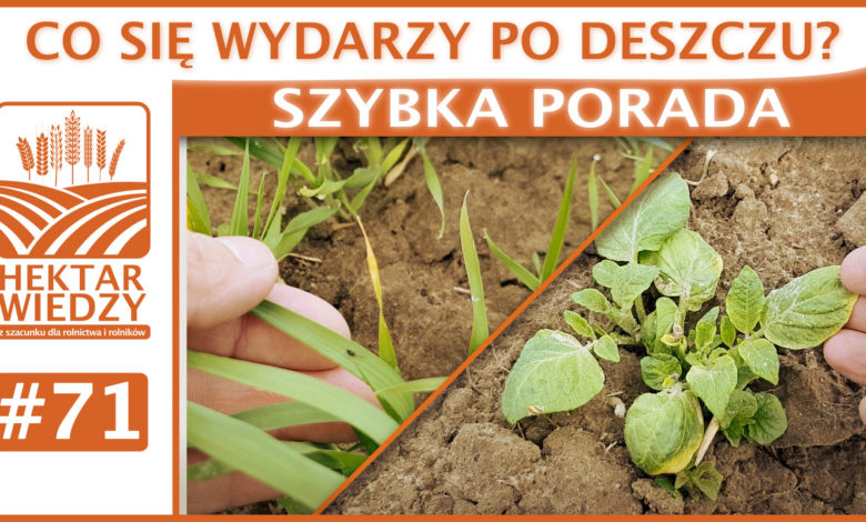 SZYBKA_PORADA_OKLADKA_71