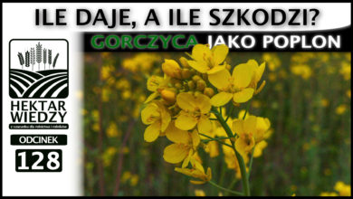 Photo of GORCZYCA JAKO POPLON. ILE DAJE, A ILE SZKODZI? | ODCINEK 128