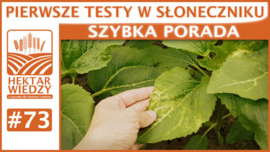 Photo of PIERWSZE TESTY W SŁONECZNIKU.  | SZYBKA PORADA #73