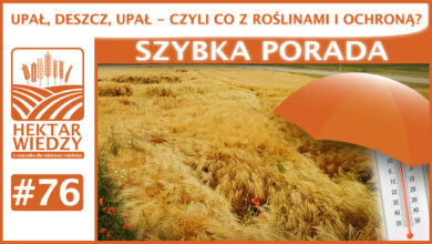 Photo of UPAŁ, DESZCZ, UPAŁ – CZYLI CO Z ROŚLINAMI I OCHRONĄ? | SZYBKA PORADA #76