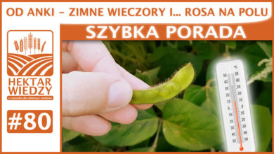 Photo of OD ANKI – ZIMNE WIECZORY I… ROSA NA POLU. | SZYBKA PORADA #80