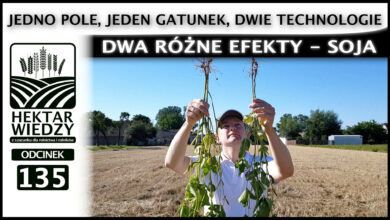 Photo of JEDNO POLE, JEDEN GATUNEK, DWIE TECHNOLOGIE, DWA RÓŻNE EFEKTY – SOJA | ODCINEK 135