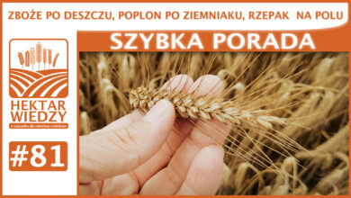 Photo of ZBOŻE PO DESZCZU, POPLON PO ZIEMNIAKACH, RZEPAK NA POLACH. | SZYBKA PORADA #81