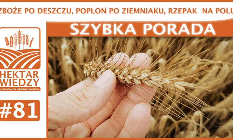 SZYBKA_PORADA_OKLADKA_81