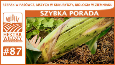 Photo of RZEPAK W PASÓWCE, MSZYCA W KUKURYDZY, BIOLOGIA W ZIEMNIAKU. | SZYBKA PORADA #87