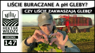 Photo of LIŚCIE BURACZANE A pH GLEBY. CZY LIŚCIE ZAKWASZAJĄ GLEBĘ? | ODCINEK 147