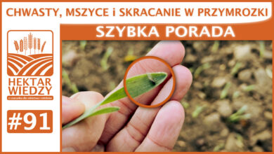 Photo of CHWASTY, MSZYCE I SKRACANIE W PRZYMROZKI. | SZYBKA PORADA #91