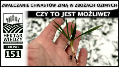 Photo of ZWALCZANIE CHWASTÓW ZIMĄ W ZBOŻACH OZIMYCH – CZY TO JEST MOŻLIWE? | ODCINEK 151