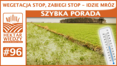 Photo of WEGETACJA STOP, ZABIEGI STOP – IDZIE MRÓZ, CZYLI SILNA PORADA. | SZYBKA PORADA #96