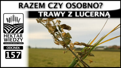 Photo of TRAWY Z LUCERNĄ – RAZEM CZY OSOBNO – PRAWDA CZY FAŁSZ? | ODCINEK 157