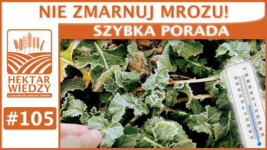 Photo of NIE ZMARNUJ MROZU. | SZYBKA PORADA #105