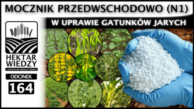 Photo of MOCZNIK PRZEDWSCHODOWO (N1) W UPRAWIE GATUNKÓW JARYCH, CZYLI CO MOŻNA? | ODCINEK 164