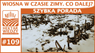 Photo of WIOSNA W CZASIE ZIMY. CO DALEJ? | SZYBKA PORADA #109
