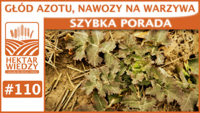 Photo of GŁÓD AZOTU, NAWOZY NA WARZYWA. | SZYBKA PORADA #110