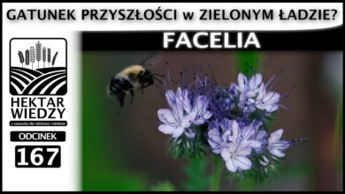 Photo of FACELIA – GATUNEK PRZYSZŁOŚCI W ZIELONYM ŁADZIE? | ODCINEK 167