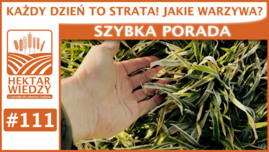 Photo of KAŻDY DZIEŃ TO STRATA! JAKIE WARZYWA? | SZYBKA PORADA #111